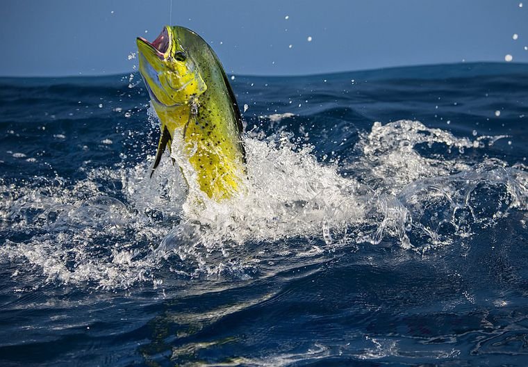 Big Mahi jumping out of the water