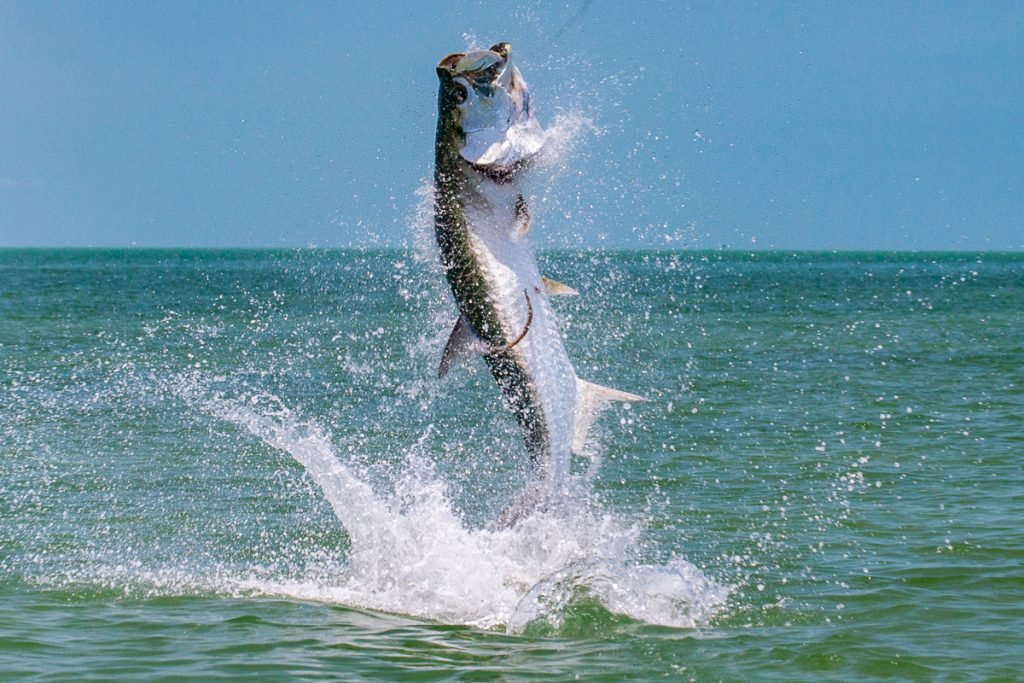 Tarpon Charter Fishing Trip - Sea Teaser Sport Fishing