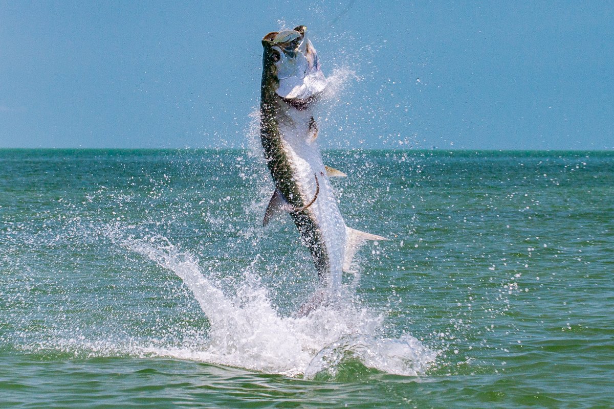 Tarpon Charter Fishing Trip - Sea Teaser Sport Fishing