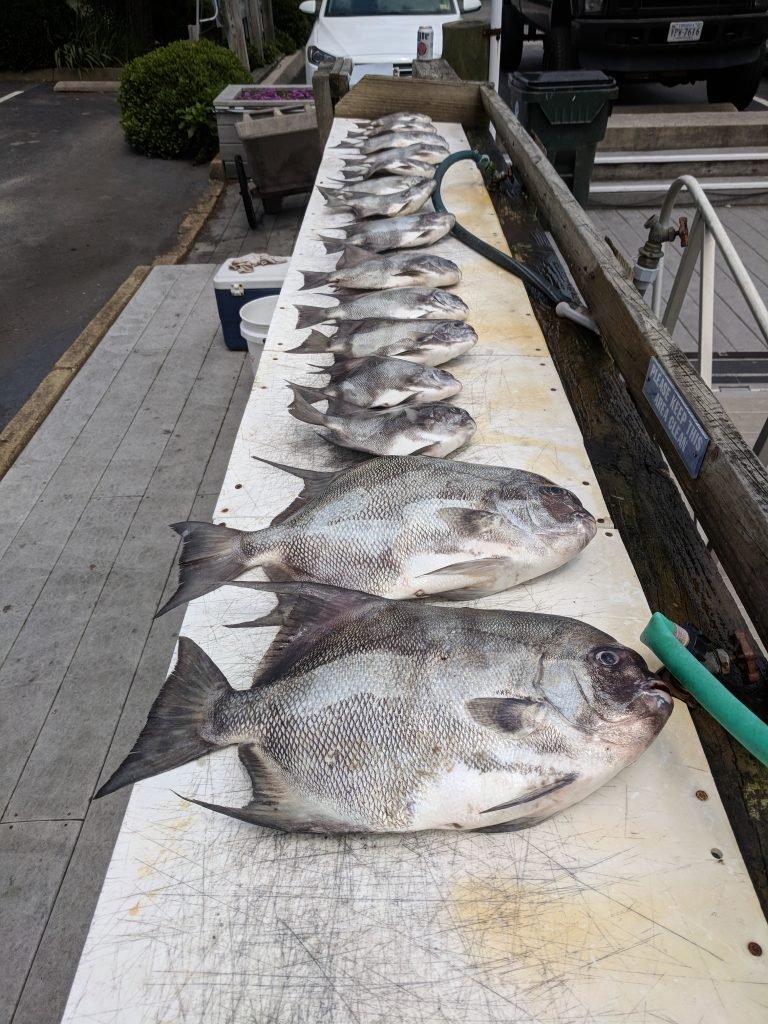 Spadefish charter fishing