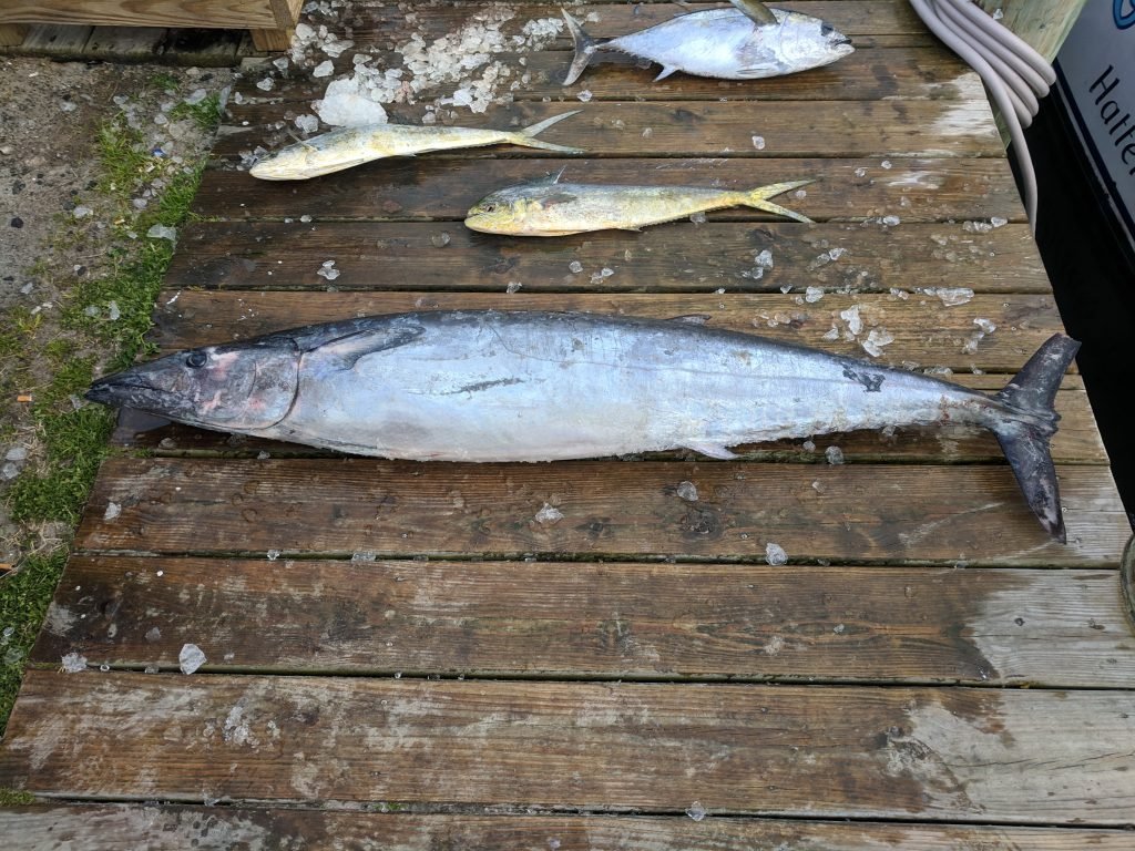 Wahoo fishing