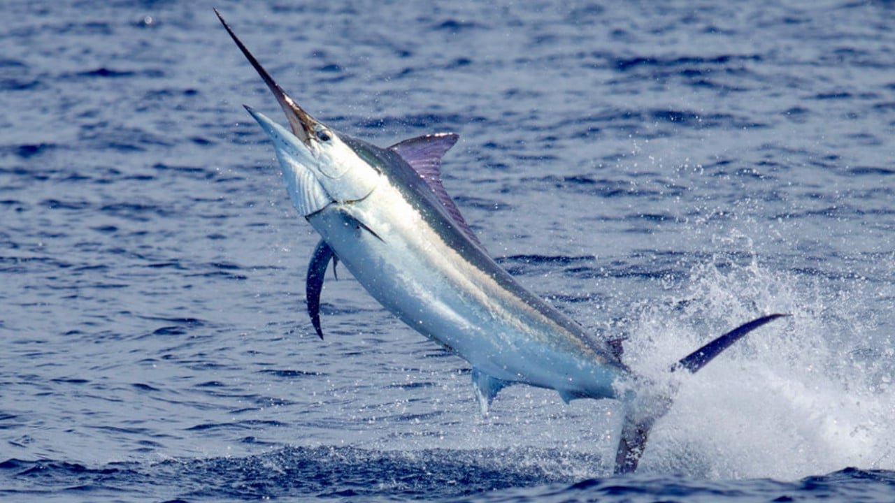 Marlin jumping out of water